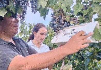 Vigilancia fitosanitaria para prevenir plagas en la producción vitícola