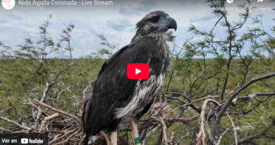 Científicos argentinos transmiten en vivo la intimidad de las águilas.