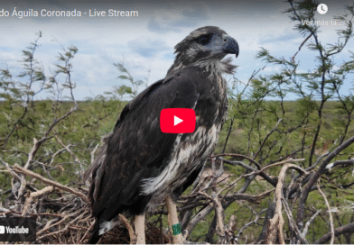 Científicos argentinos transmiten en vivo la intimidad de las águilas.
