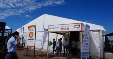 Los remates ganaderos abrieron la agenda de ventas en la “Capital Nacional de los Agronegocios”