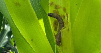 El incansable avance del cogollero: El INTA confirma la pérdida de sensibilidad al clorantraniliprole.