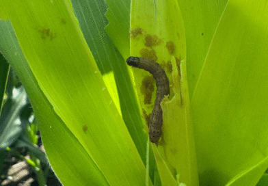El incansable avance del cogollero: El INTA confirma la pérdida de sensibilidad al clorantraniliprole. El incansable avance del cogollero: El INTA confirma la pérdida de sensibilidad al clorantraniliprole.