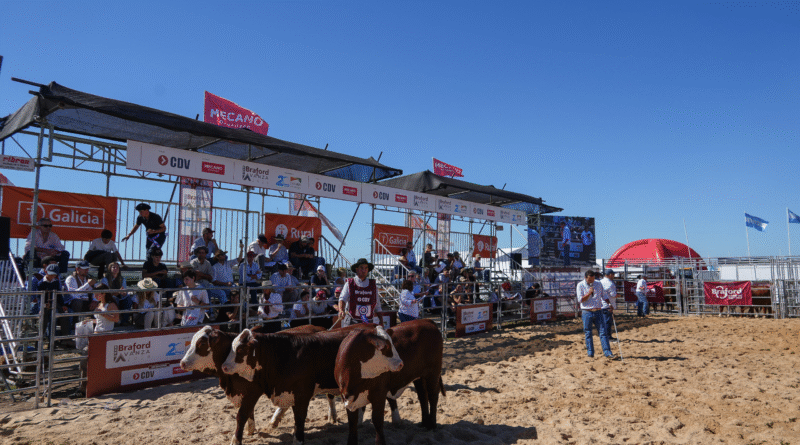 Jura de bozales Braford marcada por la calidad y la genética