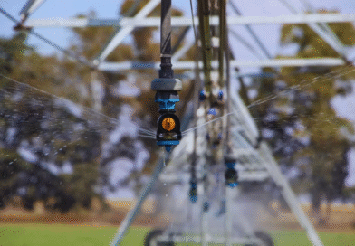 Riego: la estrategia que ordena la incertidumbre productiva Riego: la estrategia que ordena la incertidumbre productiva