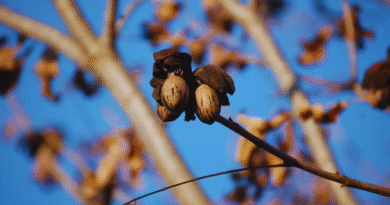 Nuez pecán, una economía regional que se expande y gana mercados