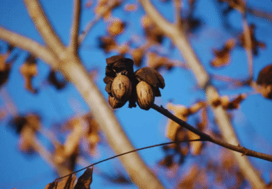 Nuez pecán, una economía regional que se expande y gana mercados