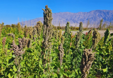 Semillas del INTA viajan al espacio para estudiar cómo responden los cultivos a condiciones extremas