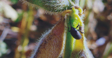 Picudo negro: confirman el avance del insecto en cultivos de soja