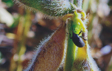 Picudo negro: confirman el avance del insecto en cultivos de soja