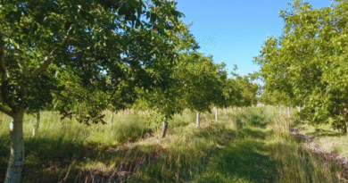 Relevamiento sanitario en nogales del Valle Inferior del Río Negro