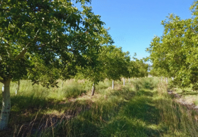Relevamiento sanitario en nogales del Valle Inferior del Río Negro