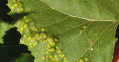 Girasol: el INTA monitorea enfermedades en el centro del país