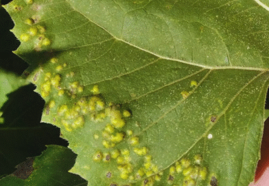 Girasol: el INTA monitorea enfermedades en el centro del país