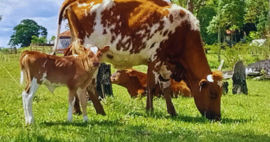 Bovino Criollo, entre las razas con resistencia natural a la garrapata
