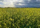 Bioenergía y diversificación: Panorama actual de colza, camelina y carinata en el agro argentino.