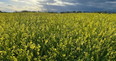 Bioenergía y diversificación: Panorama actual de colza, camelina y carinata en el agro argentino.