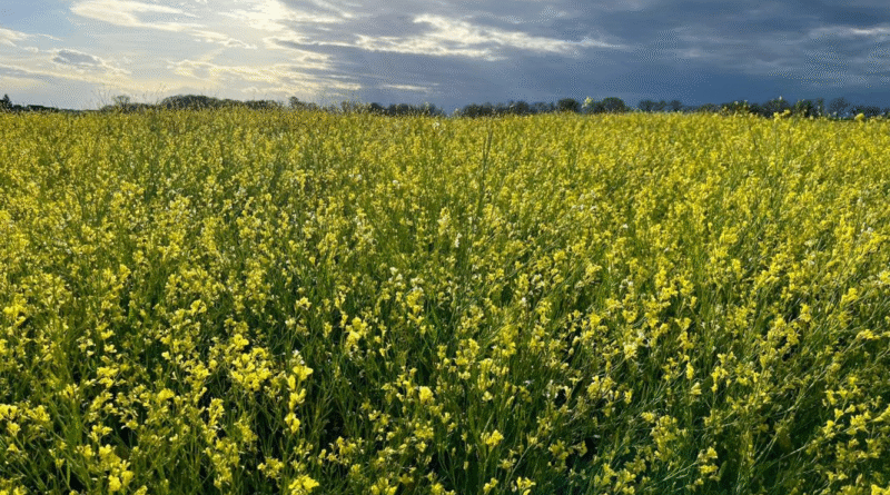 Bioenergía y diversificación: Panorama actual de colza, camelina y carinata en el agro argentino.