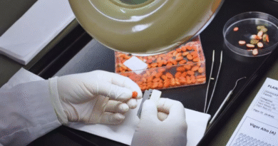 Evaluar la viabilidad de las semillas define el éxito del ciclo