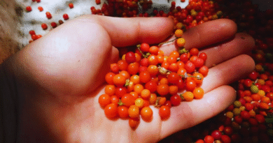 Estudian semillas nativas para restaurar ambientes