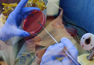 Laboratorio del INTA se integra a la RedLab para fortalecer el control sanitario avícola Laboratorio del INTA se integra a la RedLab para fortalecer el control sanitario avícola