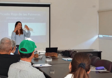 Se fortalece la vigilancia del picudo rojo en municipios de la provincia de Entre Ríos Se fortalece la vigilancia del picudo rojo en municipios de la provincia de Entre Ríos