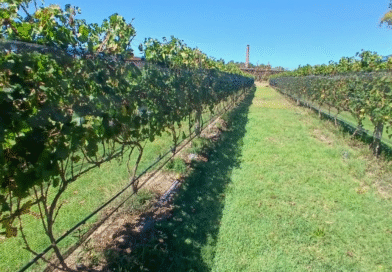 Tareas para proteger la producción de vid en la provincia de Buenos Aires