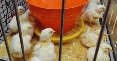 Estudian alternativas naturales para potenciar la producción avícola