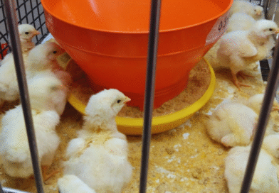 Estudian alternativas naturales para potenciar la producción avícola