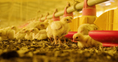 Argentina restituye su estatus de país libre de influenza aviar altamente patógena