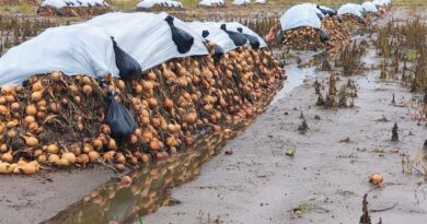 Cebolla afectada por las lluvias de marzo. El INTA H. Ascasubi monitorea la situación de los lotes.