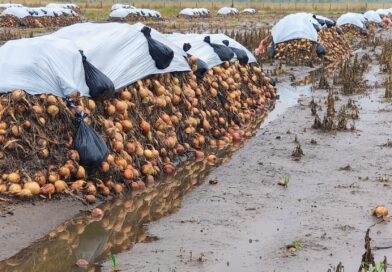 Cebolla afectada por las lluvias de marzo. El INTA H. Ascasubi monitorea la situación de los lotes.