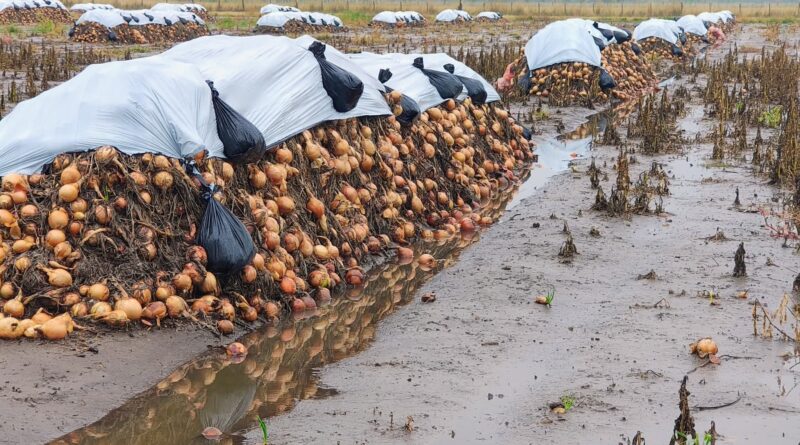 Cebolla afectada por las lluvias de marzo. El INTA H. Ascasubi monitorea la situación de los lotes.