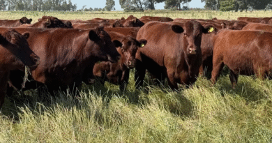 Jornada del IPCVA: “Cómo producir más kilos reales en ambientes difíciles”. Será con entrada libre y gratuita pero cupos limitados.