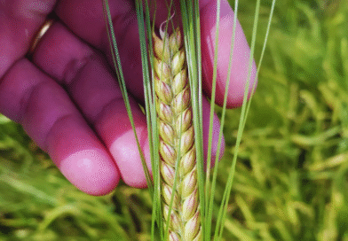 El INTA presenta una nueva cebada cervecera