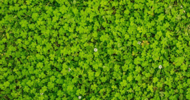 No todo es pasto: 7 especies para usar como mantillo vivo, cubrir superficies y proteger tu jardín