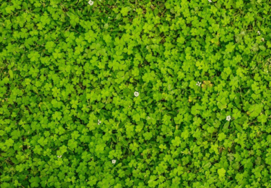 No todo es pasto: 7 especies para usar como mantillo vivo, cubrir superficies y proteger tu jardín No todo es pasto: 7 especies para usar como mantillo vivo, cubrir superficies y proteger tu jardín