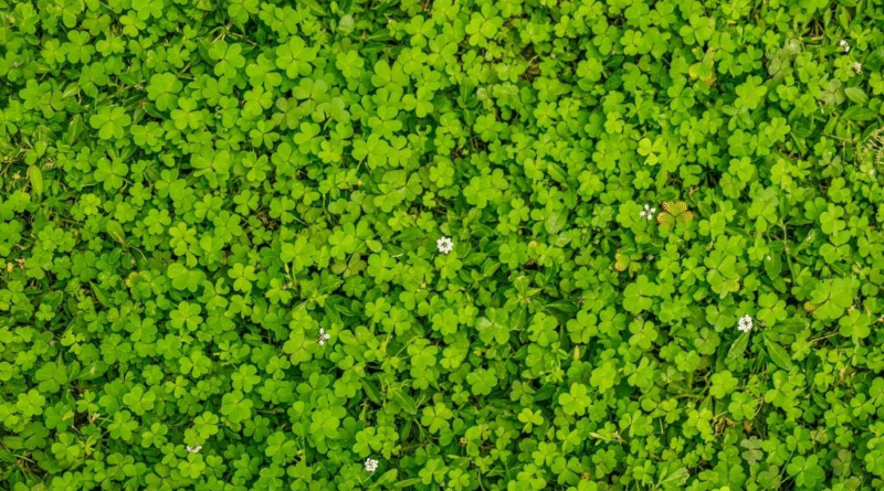 No todo es pasto: 7 especies para usar como mantillo vivo, cubrir superficies y proteger tu jardín No todo es pasto: 7 especies para usar como mantillo vivo, cubrir superficies y proteger tu jardín