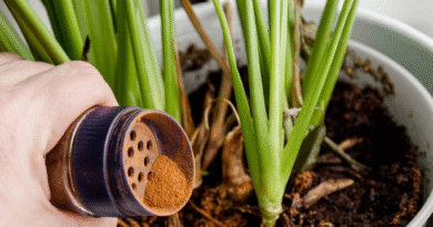 De la alacena al jardín: la especia que actúa como repelente, fungicida y reparadora de tallos