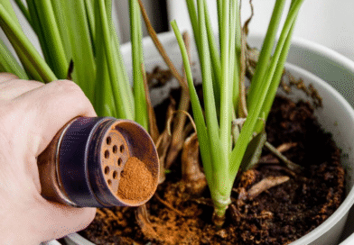 De la alacena al jardín: la especia que actúa como repelente, fungicida y reparadora de tallos De la alacena al jardín: la especia que actúa como repelente, fungicida y reparadora de tallos