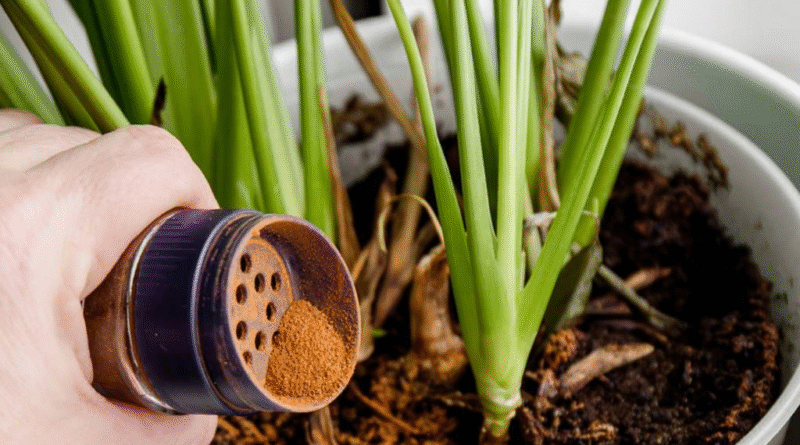 De la alacena al jardín: la especia que actúa como repelente, fungicida y reparadora de tallos De la alacena al jardín: la especia que actúa como repelente, fungicida y reparadora de tallos