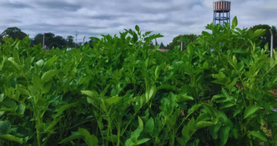 El INTA logra papas con doble resistencia a los virus que más afectan al cultivo El INTA logra papas con doble resistencia a los virus que más afectan al cultivo