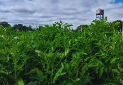 El INTA logra papas con doble resistencia a los virus que más afectan al cultivo El INTA logra papas con doble resistencia a los virus que más afectan al cultivo