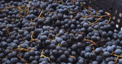 El INTA promueve la vitivinicultura con variedades adaptadas al clima frío