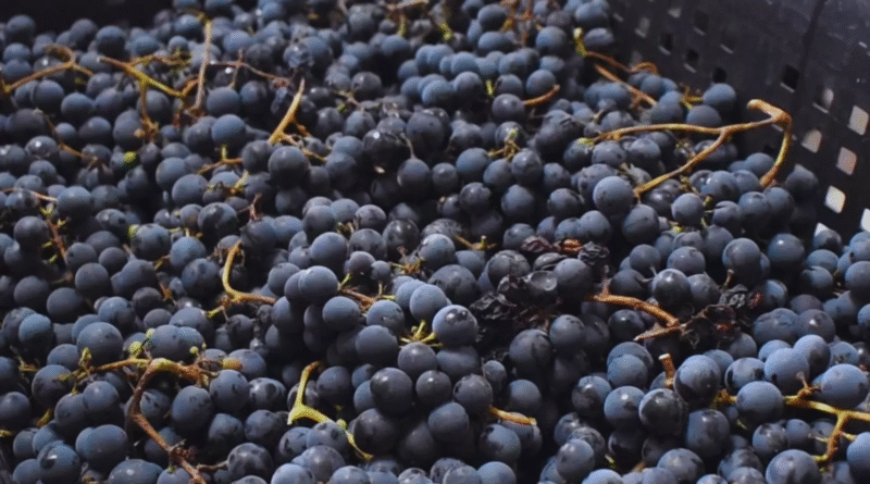 El INTA promueve la vitivinicultura con variedades adaptadas al clima frío