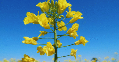 El INTA desarrolló dos nuevos cultivares de colza