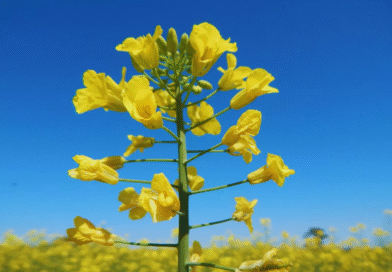 El INTA desarrolló dos nuevos cultivares de colza
