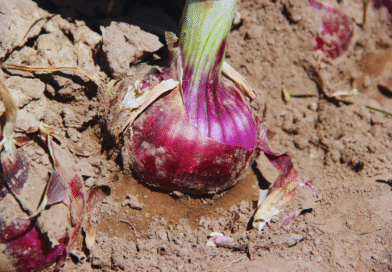 Presentan una nueva variedad de cebolla de bulbos rojos