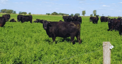 La carne de sistemas pastoriles busca comunicar su identidad productiva