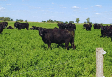 La carne de sistemas pastoriles busca comunicar su identidad productiva