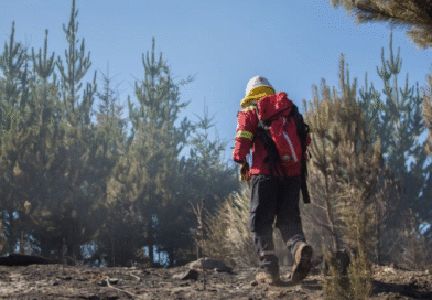Los pinos y los incendios en la Región Andino Patagónica